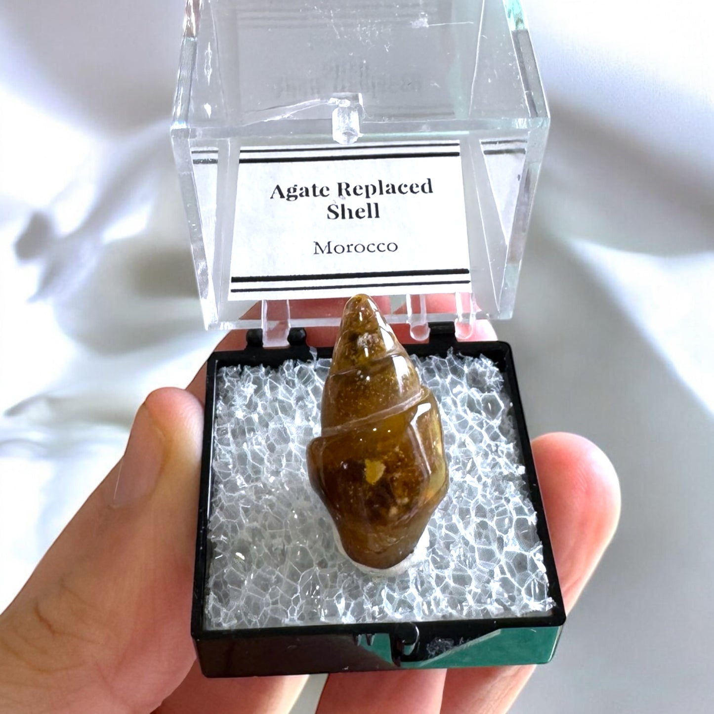 Agate Replaced Shell (h)