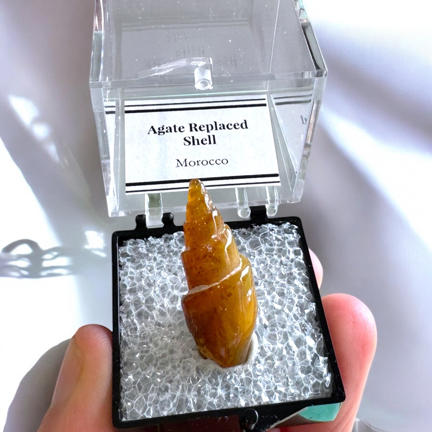 Agate Replaced Shell (d)
