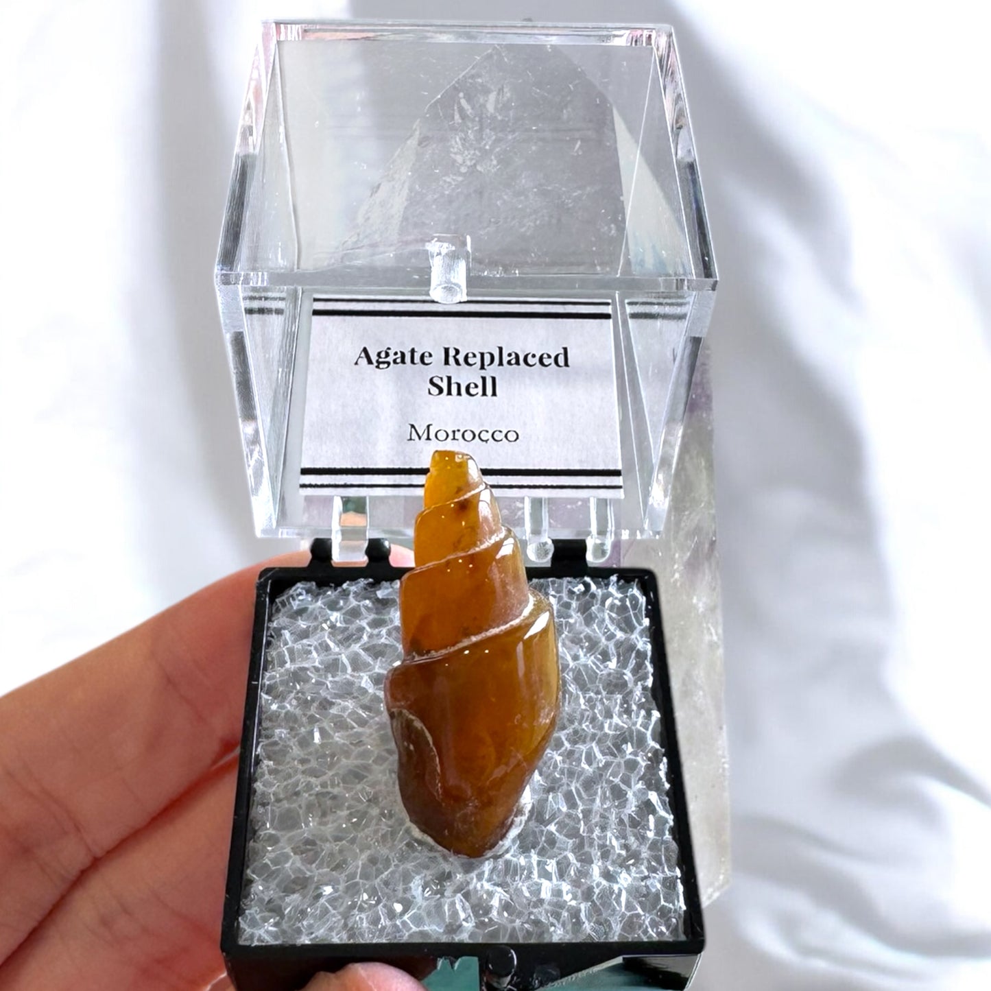 Agate Replaced Shell (a)