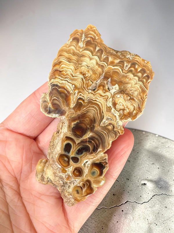 Caramel Aragonite Stalactite Slice - Morocco