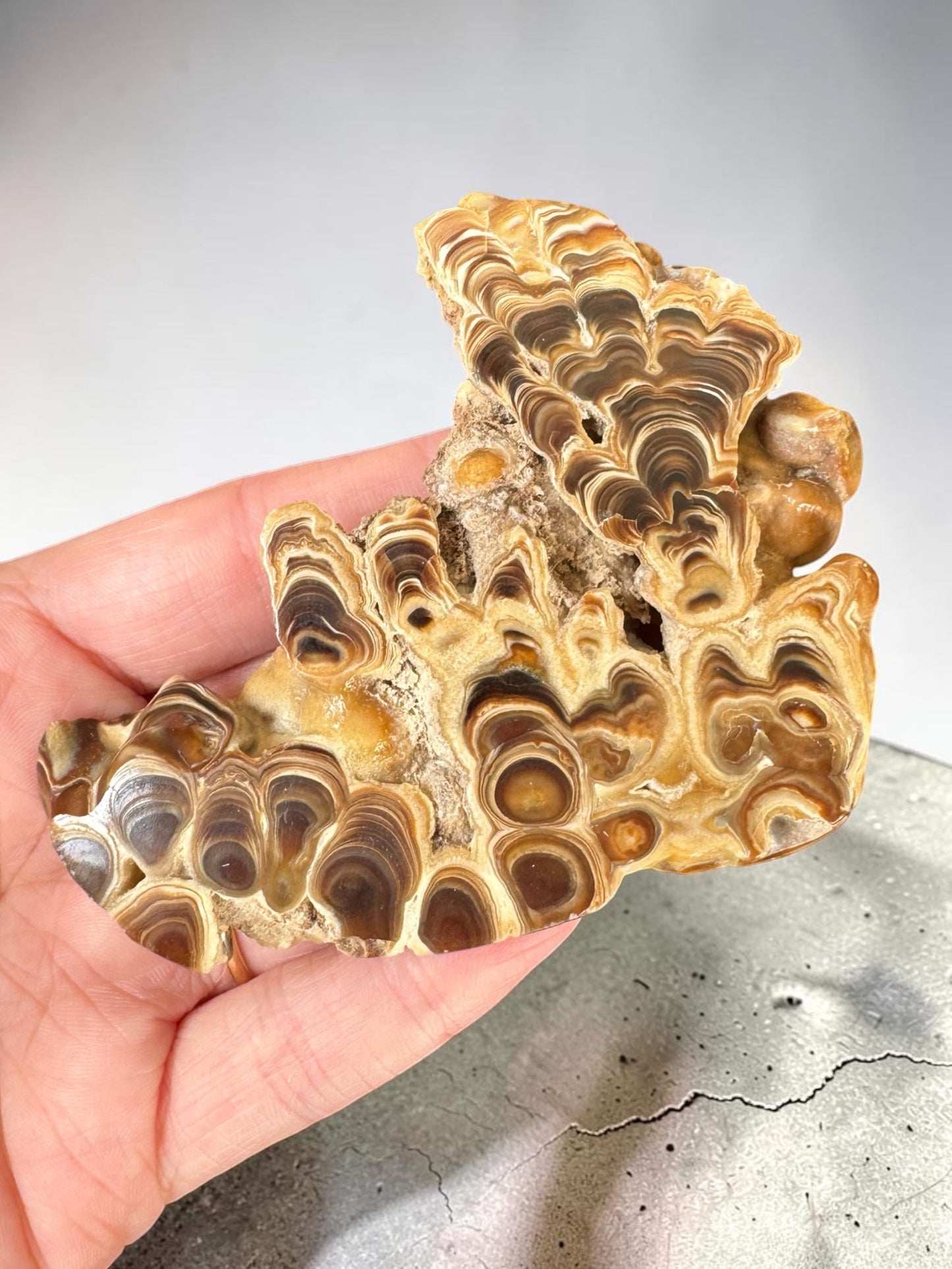 Caramel Aragonite Stalactite Slice - Morocco