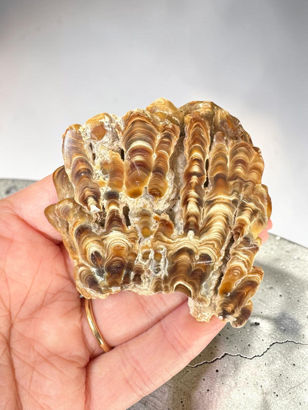 Caramel Aragonite Stalactite Slice - Morocco