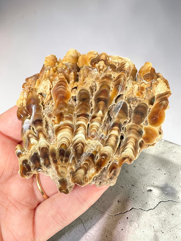 Caramel Aragonite Stalactite Slice - Morocco
