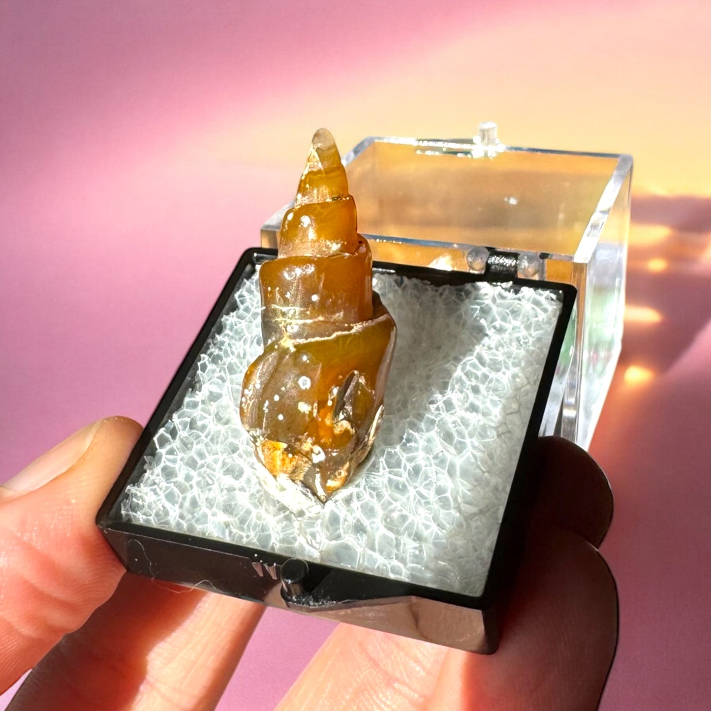 Agate Replaced Shell