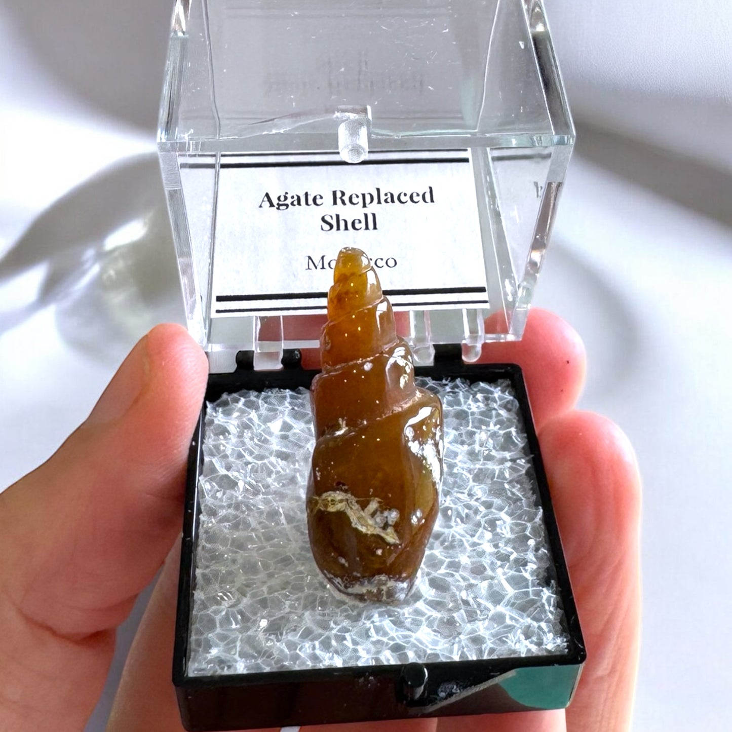 Agate Replaced Shell (j)